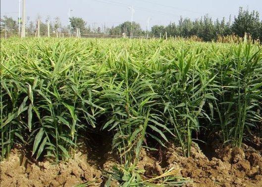 立夏种姜的方法,种生姜取母姜