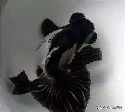 观赏鱼烂尾怎么治,观赏鱼烂尾可以看见肉了还有救吗