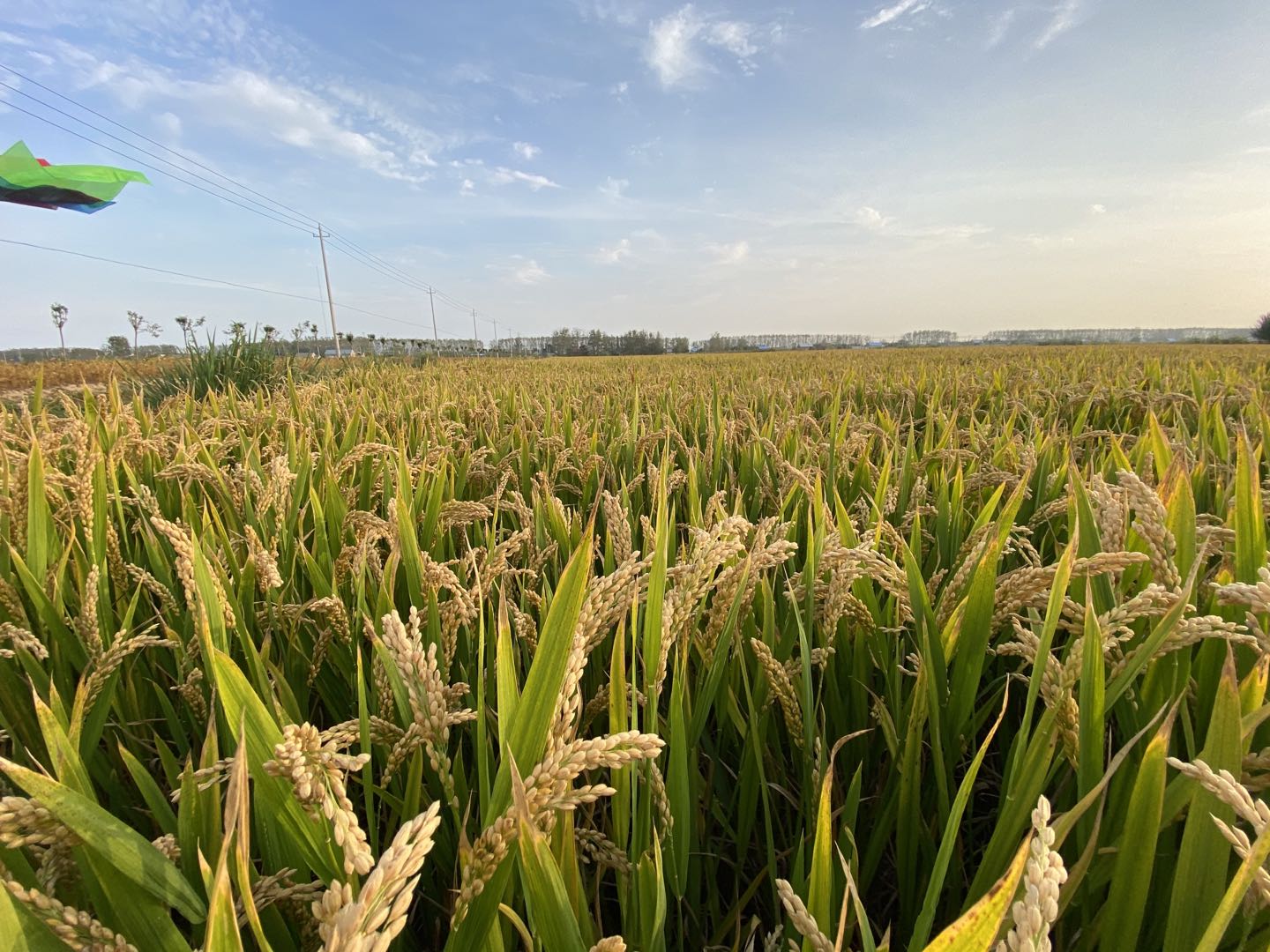 网购一瓶农药,农药经销商卖假农药