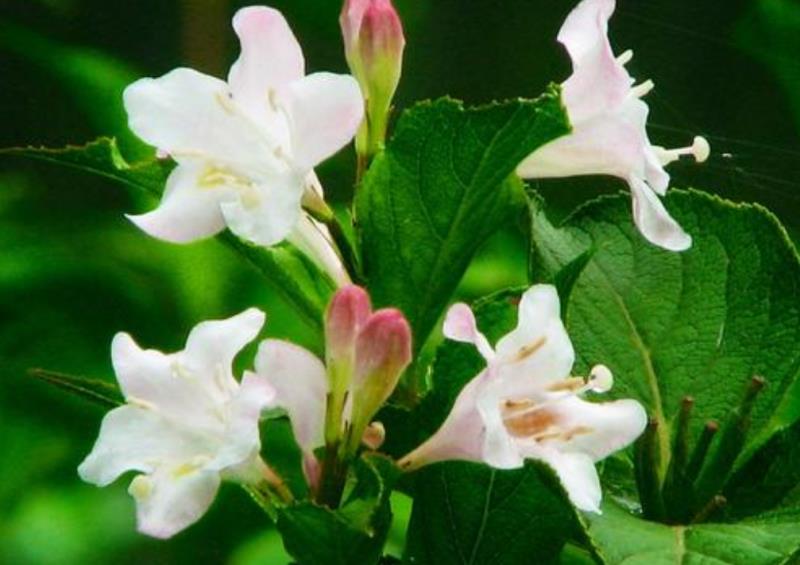 情商越高,直话越少:真正情商高的人,常用三种语言技巧,很委婉