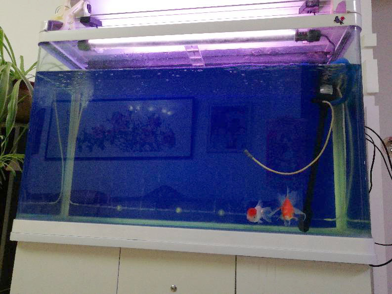 过滤太吵影响鱼吗,过滤器声音大对龟有影响吗