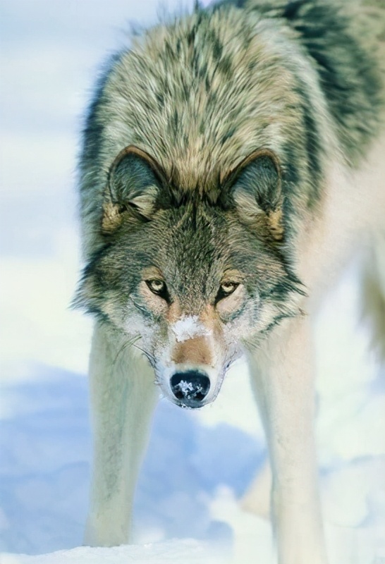 极度恐慌英文版,极度恐慌奇幻精灵事件簿