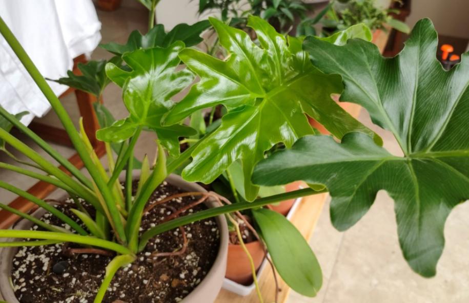 盆栽土太硬挖不动怎么办,盆栽花土板结怎么处理