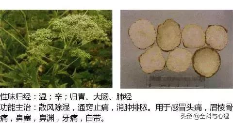 史上最全中草药图谱（附主治功效）（一）