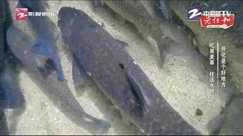 马云去的江西小镇,马云在浙江几个小镇