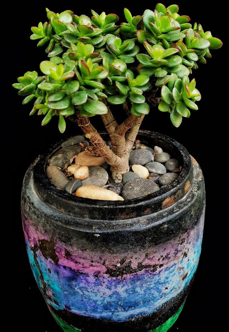 一盆仙人掌和一盆月季的故事,一个多肉的故事