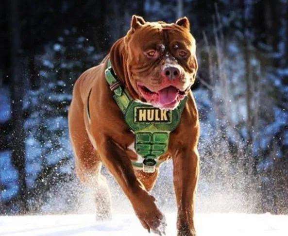 极度恐慌完整版在线免费观看,极度恐慌第一部视频