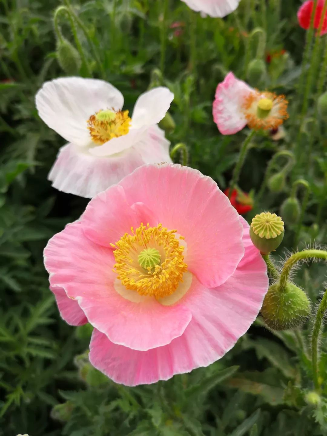 打卡北京紫谷伊甸园虞美人花海,通州看花的景点推荐免费