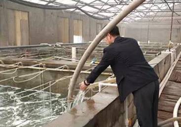 养虾喂食技术视频,养虾需要喂什么饲料