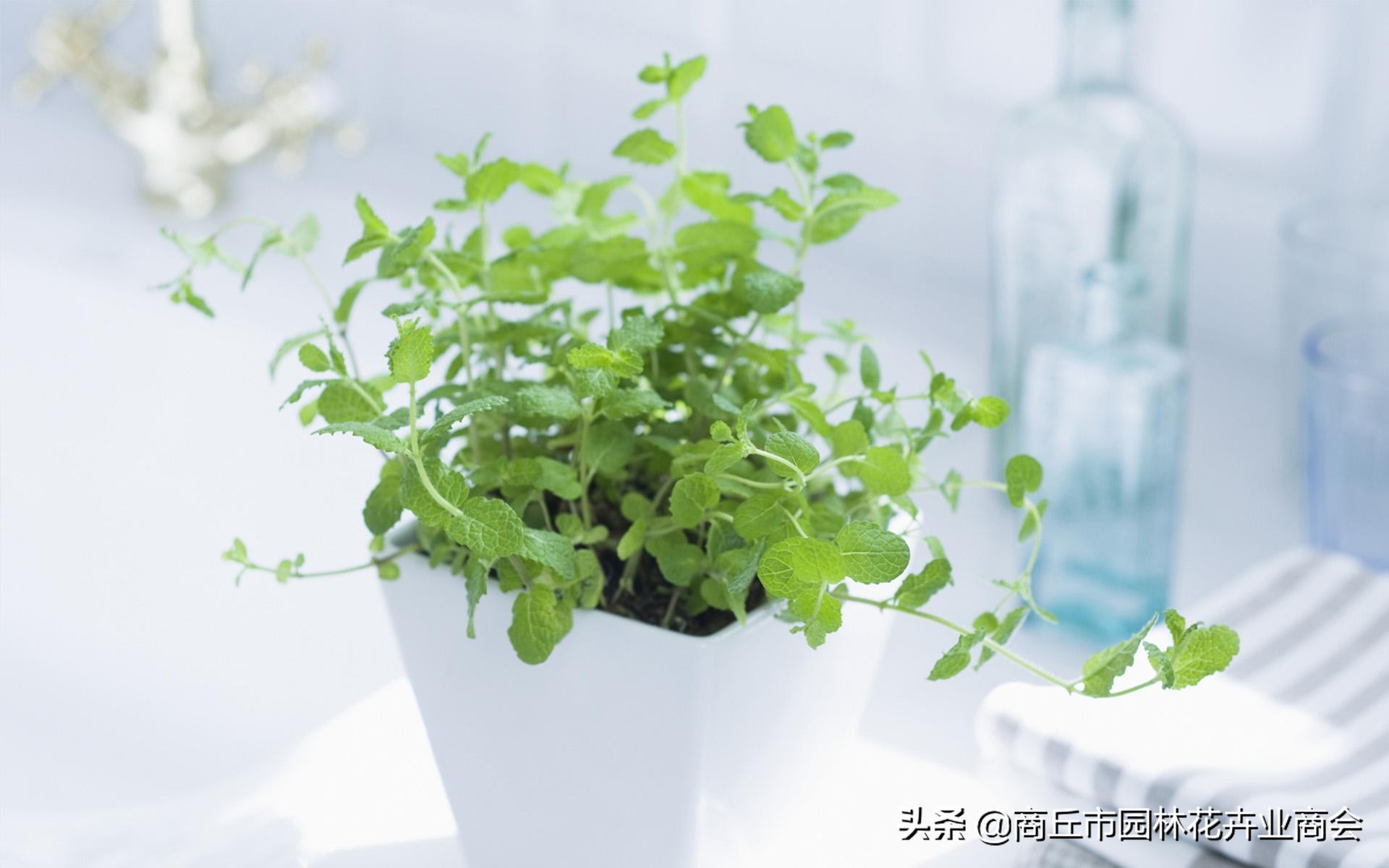 花卉绿叶萎蔫是啥原因如何救,花卉枯萎了如何补救