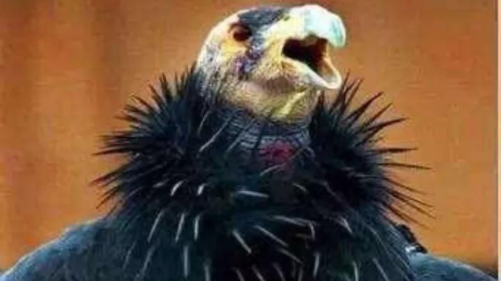 地球上的动物杀手,地球杀手完整版