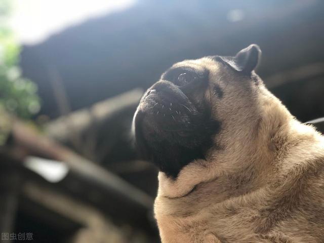 巴哥犬怎么养才是正确的,养巴哥犬要注意些什么