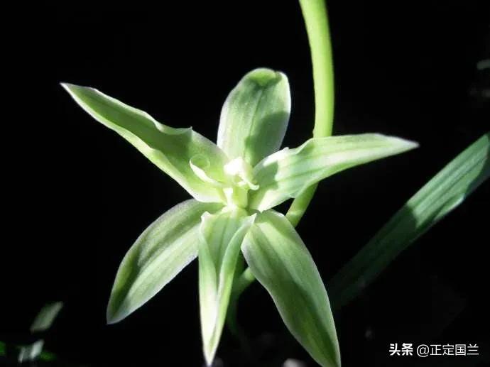 为什么兰花被称为国兰,为什么兰花又叫国兰