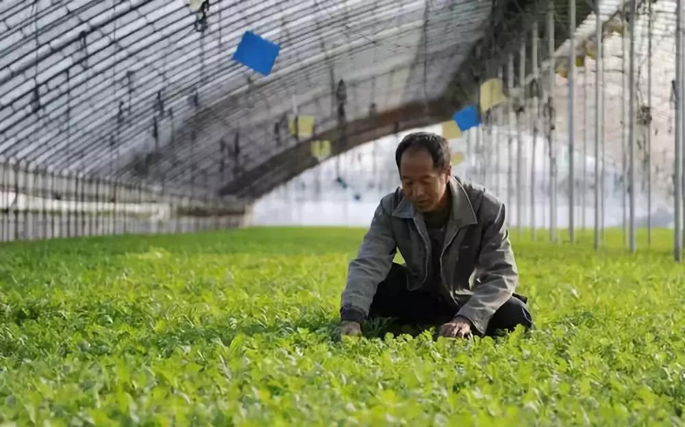 2019三农发展新闻报道,2019年三农新闻视频