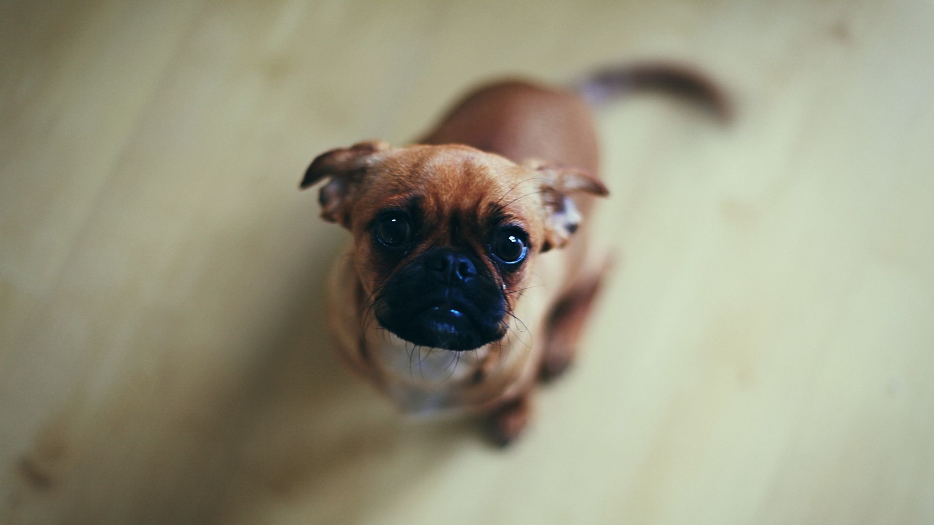 狗狗在别人家随地大小便,狗狗随地大小便怎么办金毛