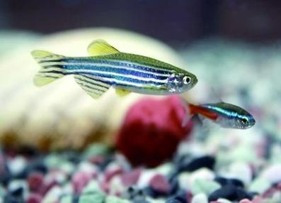 冬天不加温不打氧冻不死的观赏鱼,养不死的观赏鱼图片及名称价格表