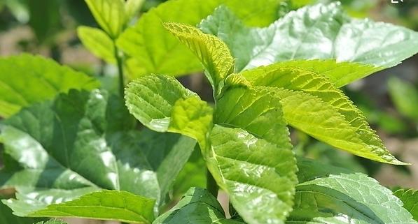 整合——28种青草药,赶快收藏备用!