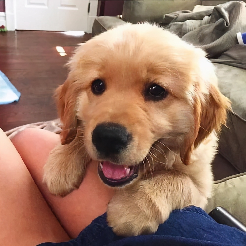 为啥金毛性格温顺,金毛的优缺点及性格介绍