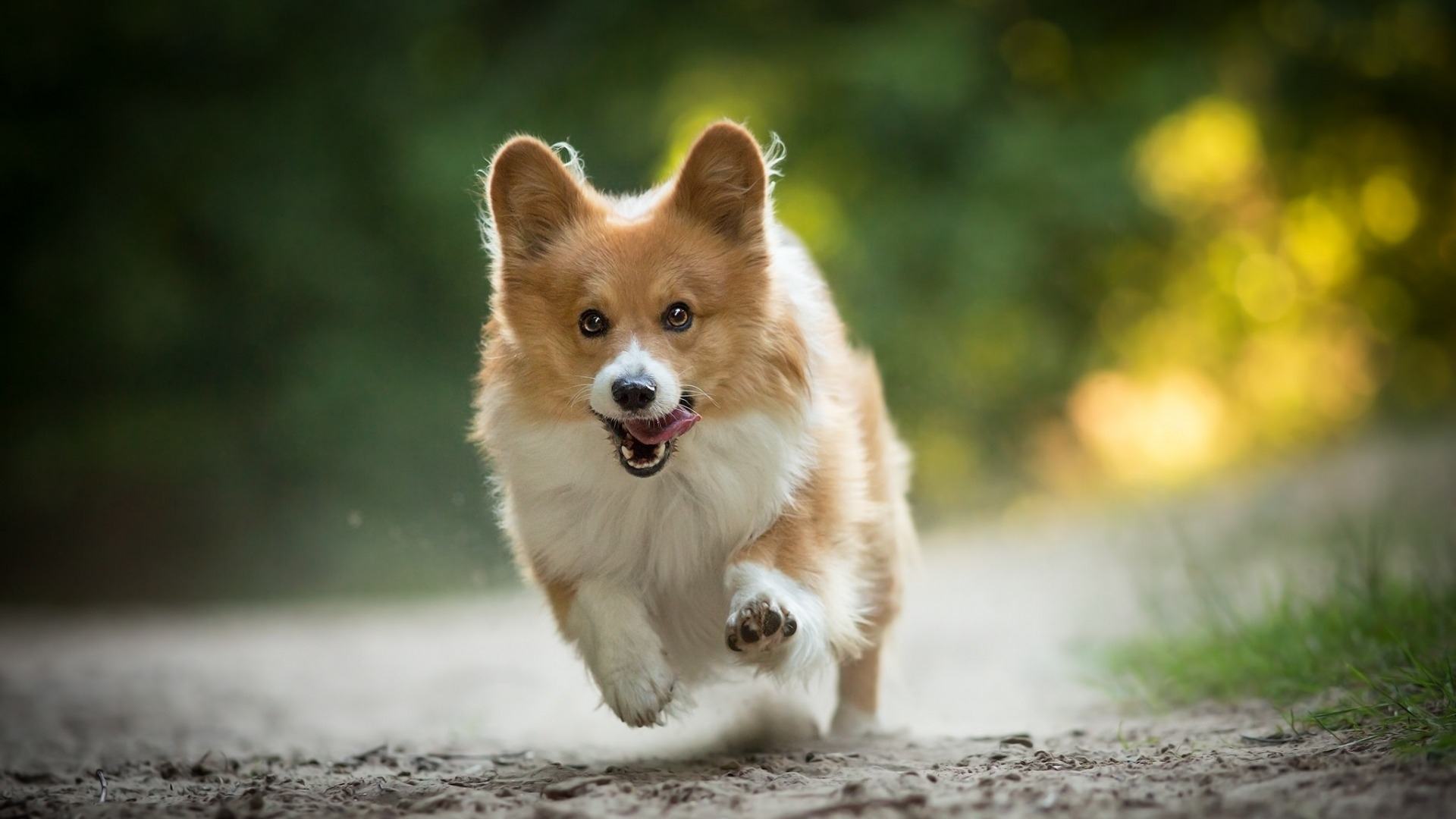 柯基犬天资聪颖看着很可爱,柯基犬精力旺盛活泼又可爱