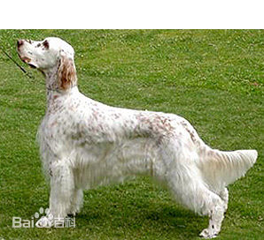 性格温顺的大型犬品种,宠物狗大型犬都有哪些品种