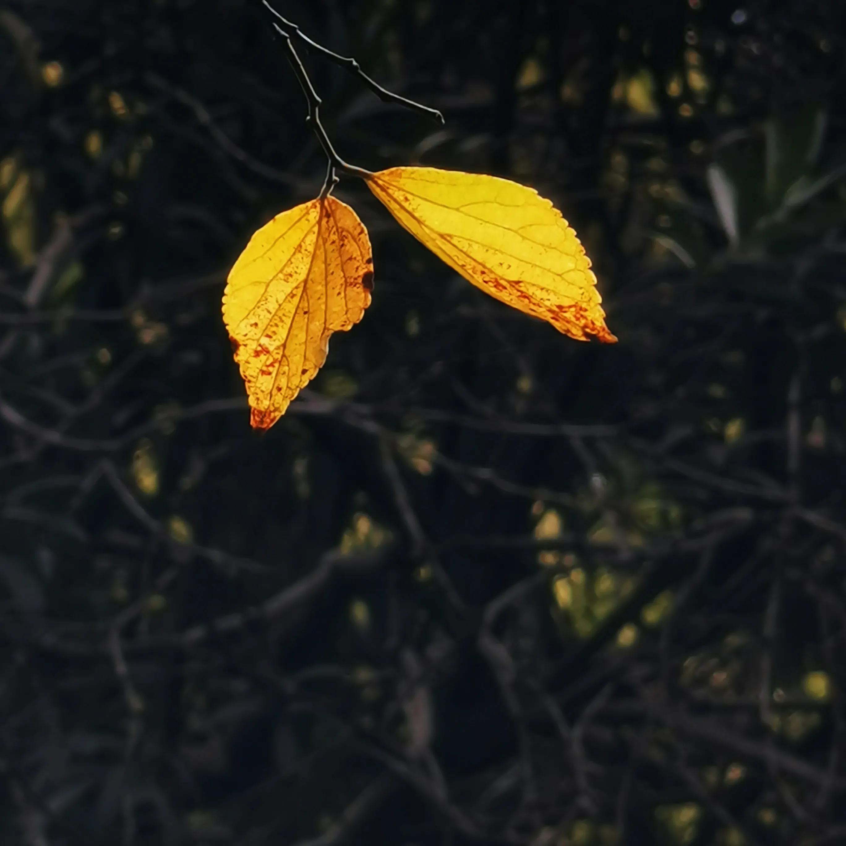 上海共青森林秋景,上海共青森林公园夜景