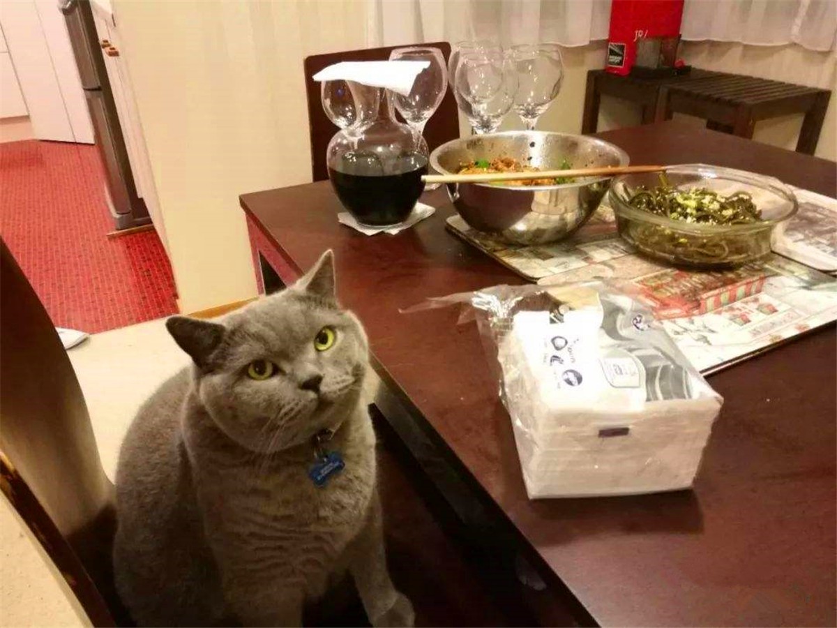 猫咪驱虫前有什么忌口的吗,猫咪驱虫注意事项以及禁忌