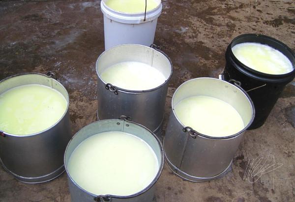 奶牛场挤奶注意事项,奶牛挤奶怎么处理可以喝