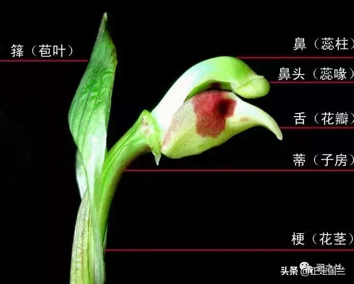 兰花知识大全100种,兰花鉴赏术语100条