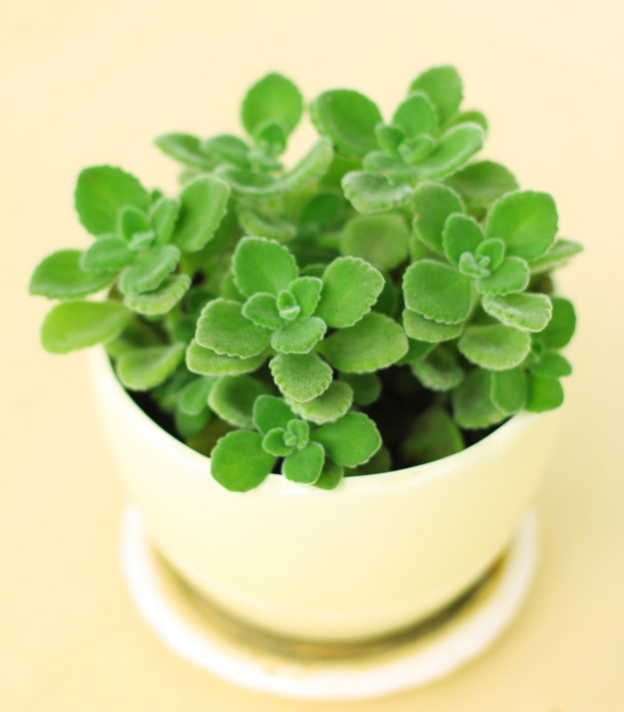 好养的盆栽花卉大全,人养花花