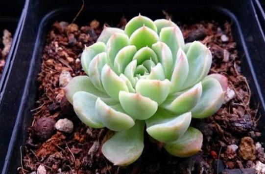 夏养多肉冰梅容易黑腐化水？盆栽往3方面下功夫，看着仙气飘飘