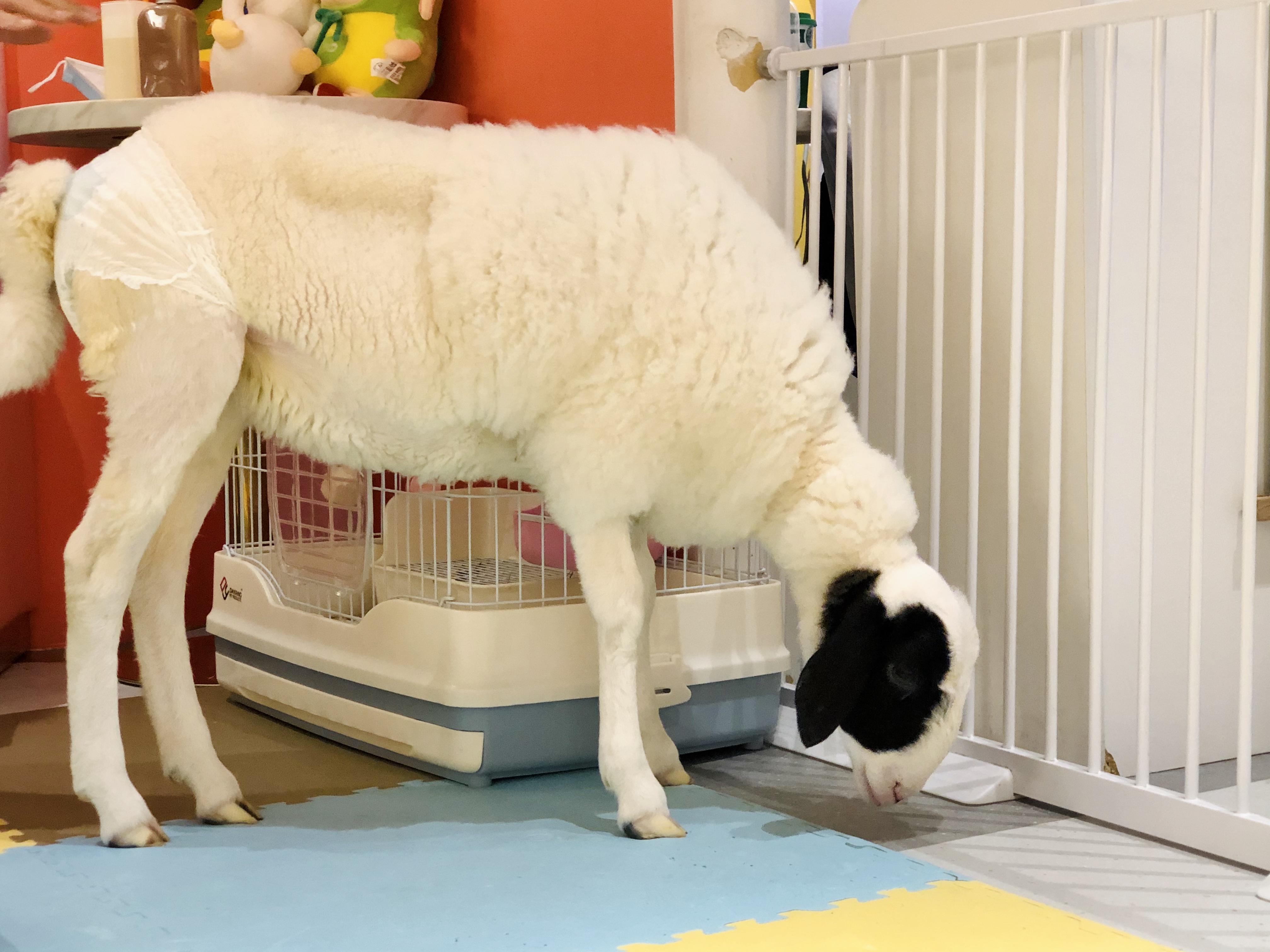 撸动物的网红店顺德,撸小动物的网红店北京世纪金源