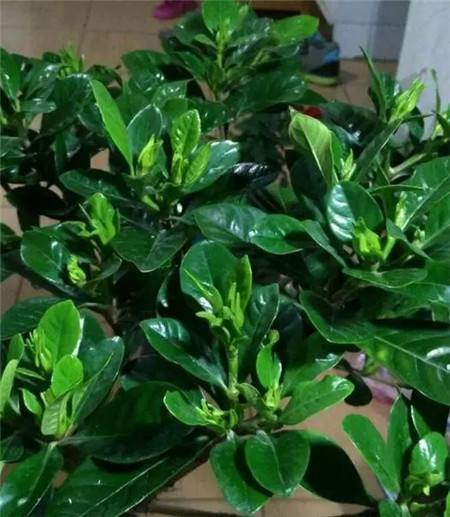 栀子花各种黄叶原因及图解,栀子花黄叶的几种处理方法