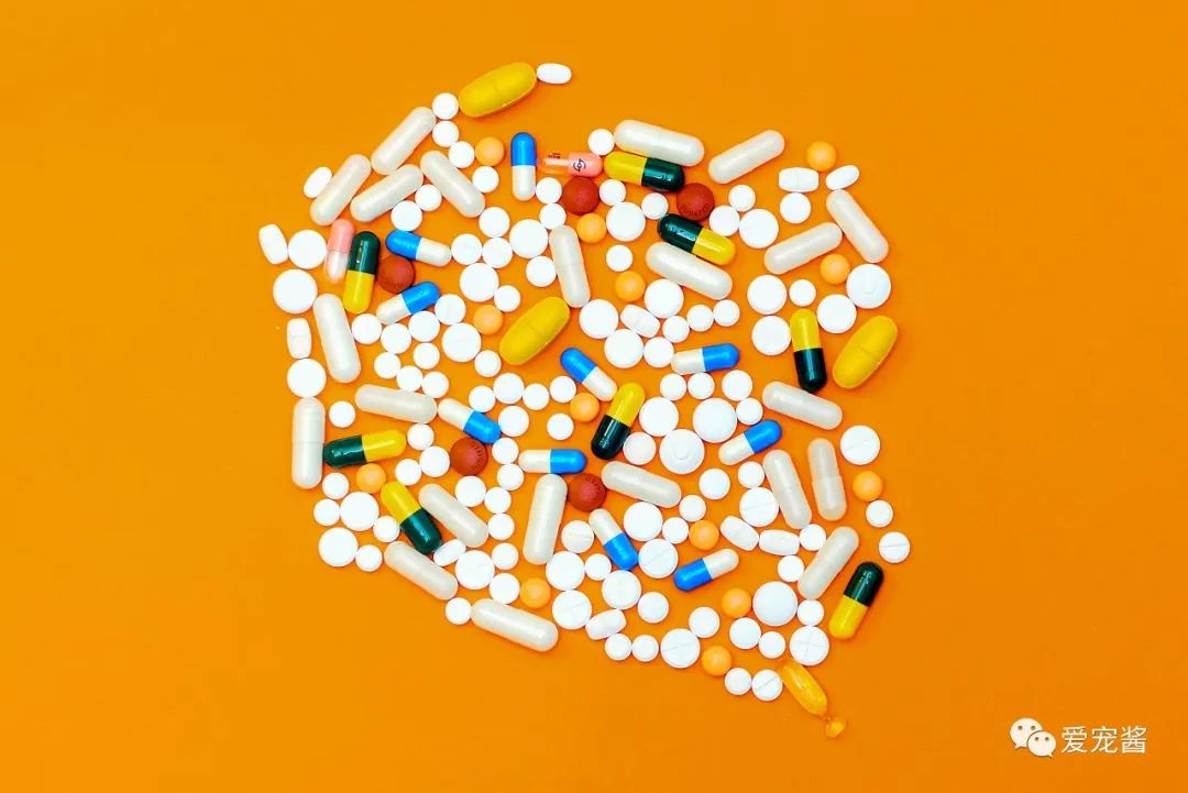 猫咪喂药片的正确方法,如何给猫咪喂药