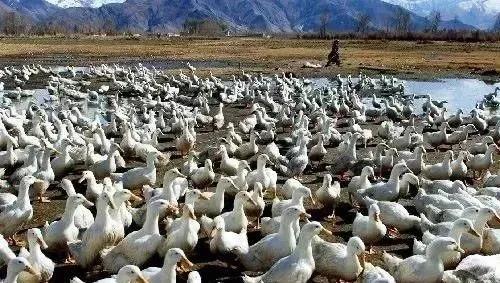 鸭子眼肿流泪是怎么回事,鸭眼睛化脓什么原因