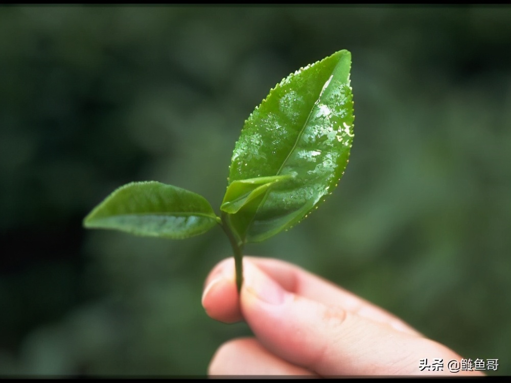 茶叶所含的都有什么元素,茶叶含有茶多酚有什么作用