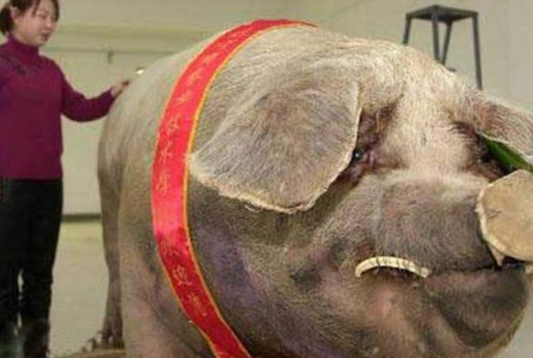 如果猪一直养能长到多少斤,猪一直不杀能养到多重