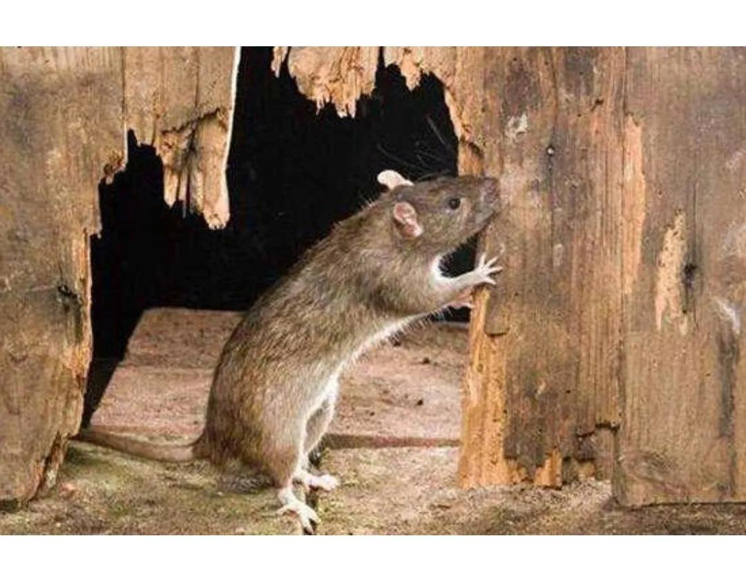 灭鼠小技巧,水泥灭鼠法的利与弊