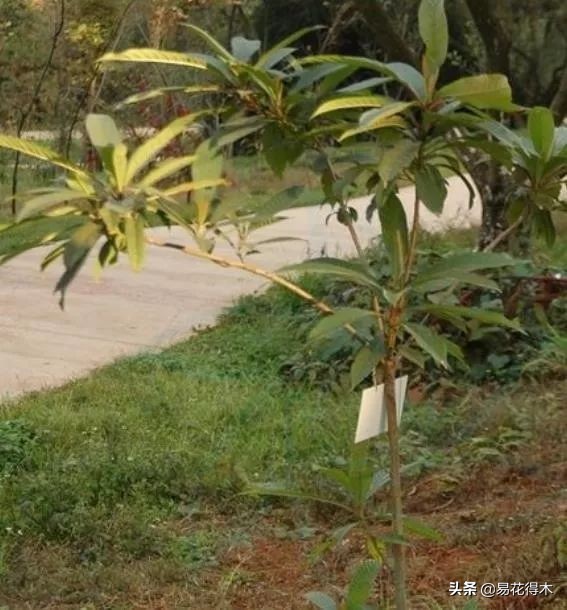 云南省国家一级保护植物图片,国家保护的植物蓝树