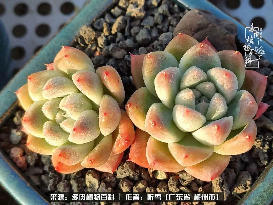 遇见多肉感恩生命中所有的相识,爱上多肉是个压力山大的事