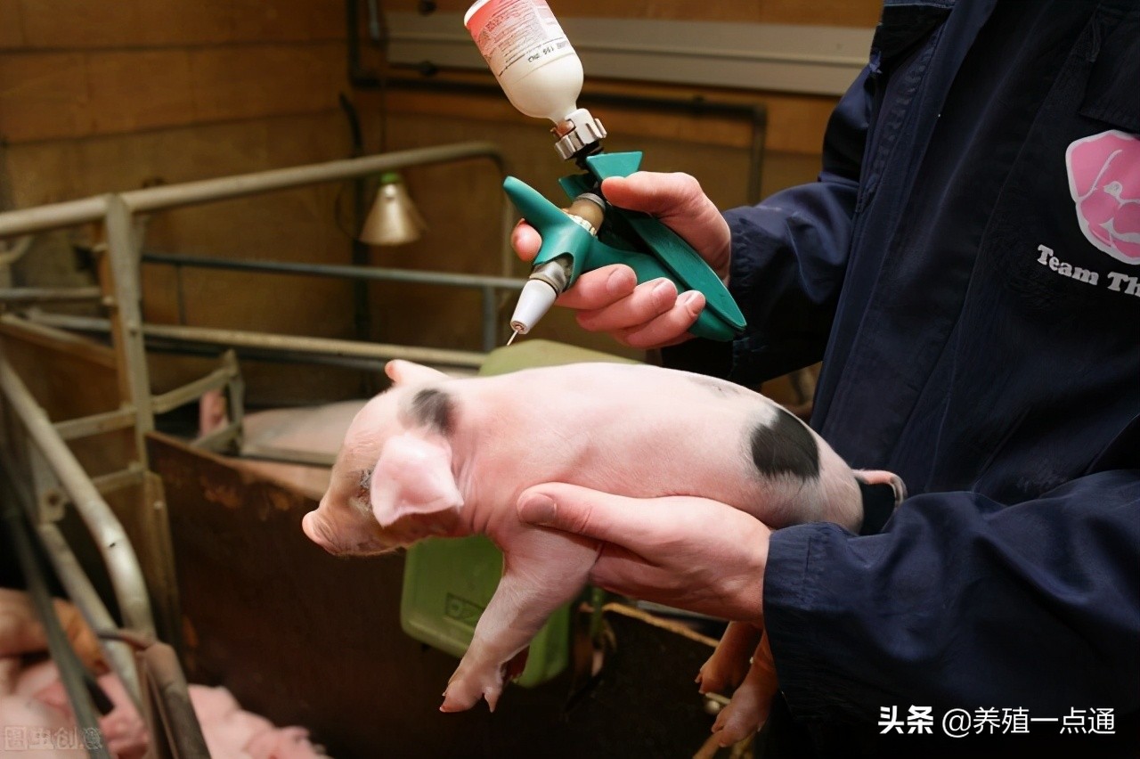 养猪大户经验分享,养猪的经验和策略