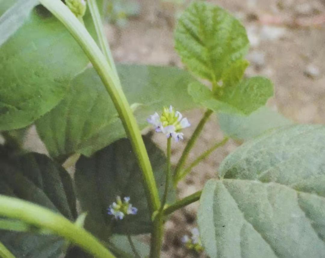 补骨脂可以补骨头吗,补骨脂成骨