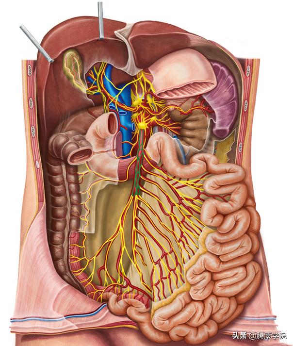 自主神经血管张力障碍,自主神经系统对血管的调控