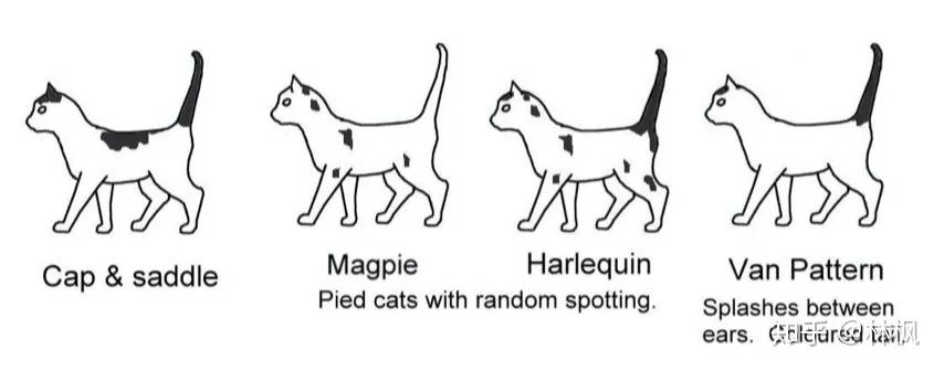 猫咪长红斑点是什么,你知道猫咪的毛色代表了什么吗
