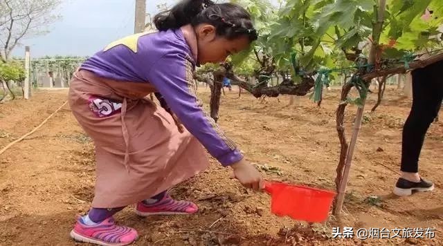 张裕卡斯特酒庄免费参观,烟台张裕卡斯特酒庄攻略
