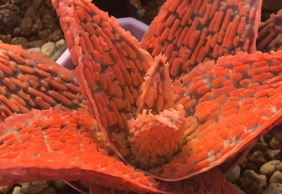 园艺观赏芦荟,园艺芦荟图鉴说明