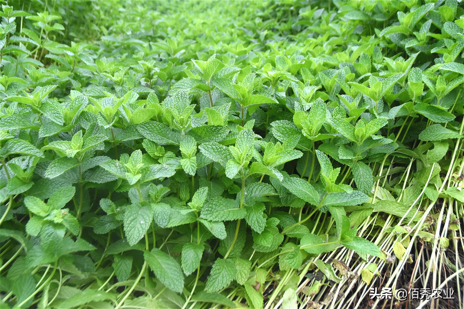 种植薄荷一亩地能赚多少钱,薄荷种植技术及亩收益