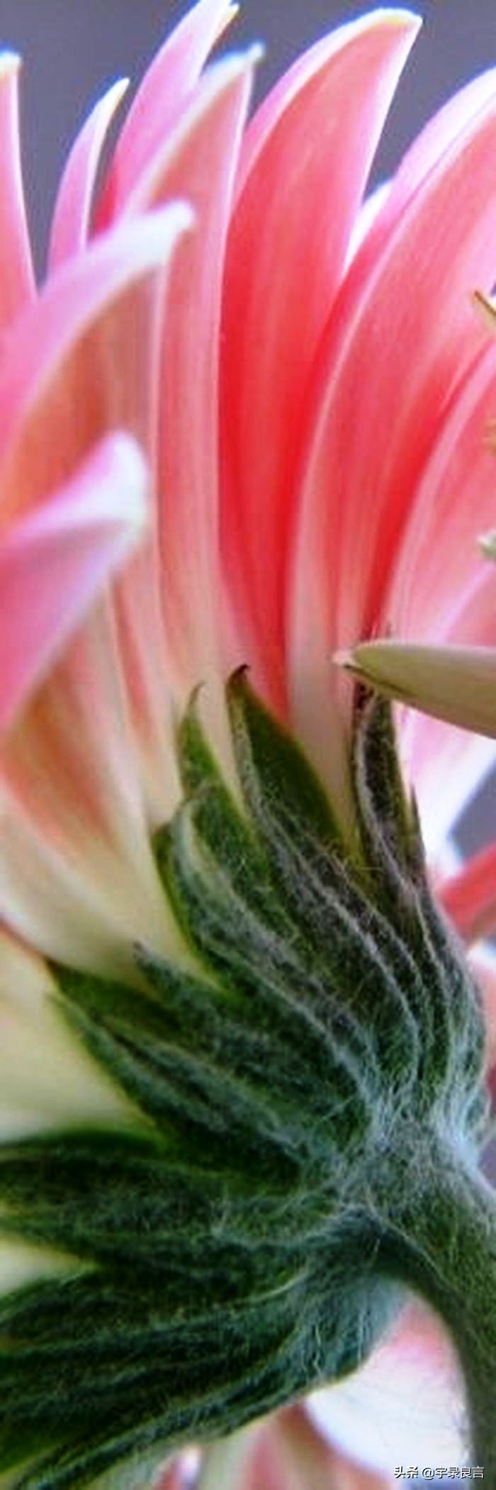 适合成年人黑色的幽默段子,最新的黑色幽默的段子