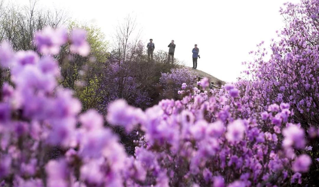 天津春天最美的花园,天津春天去赏花