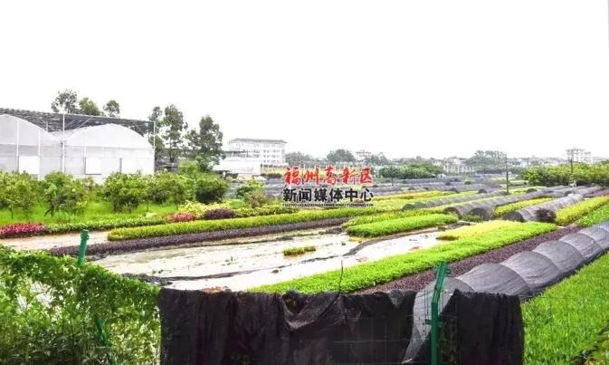 大学中学小学幼儿园,福州幼升小学前教育