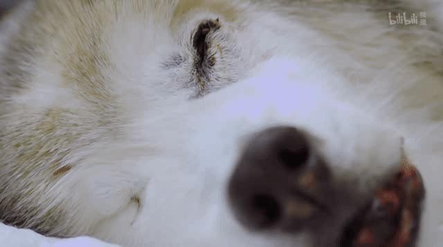 b站高分历史纪录片,2分钟一集的b站纪录片